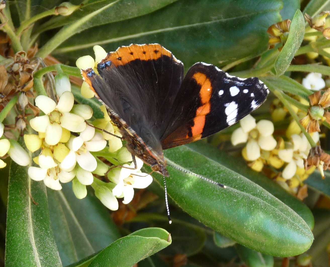 Vanessa atalanta